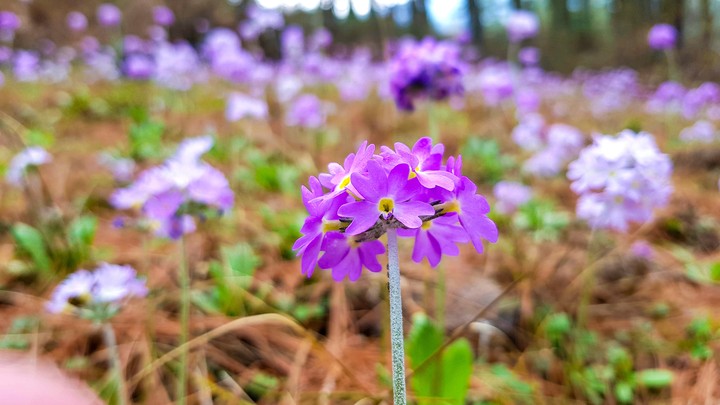 Grow like Primula