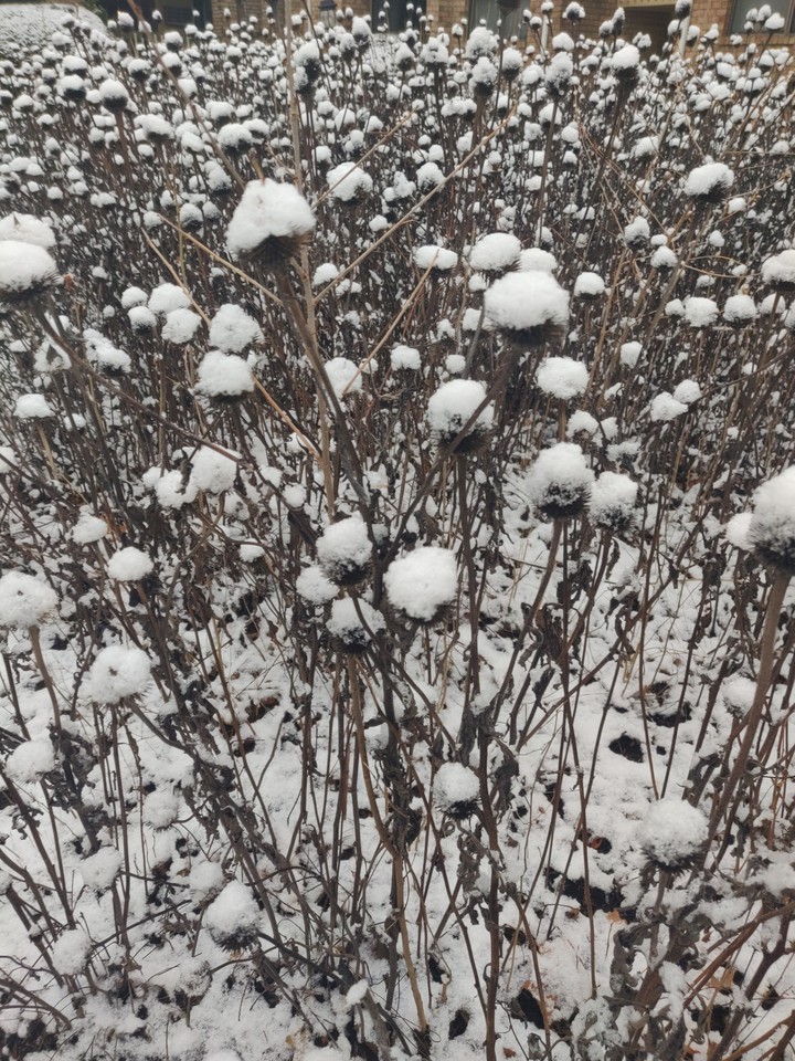 First Snow