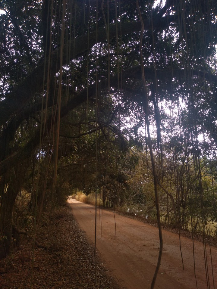 tree