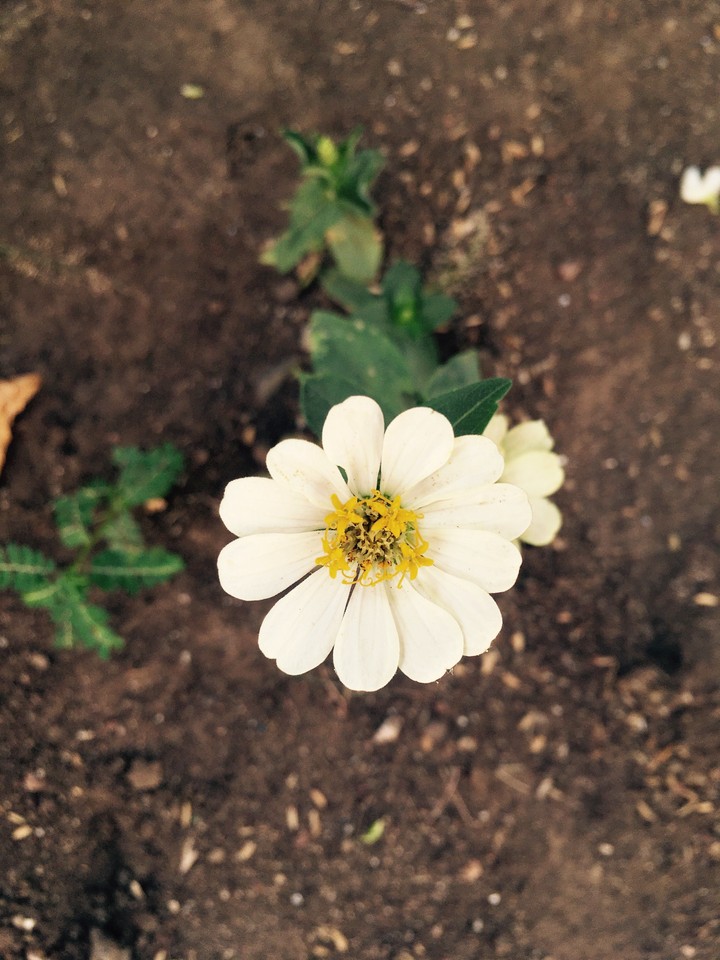 chrysanthemum