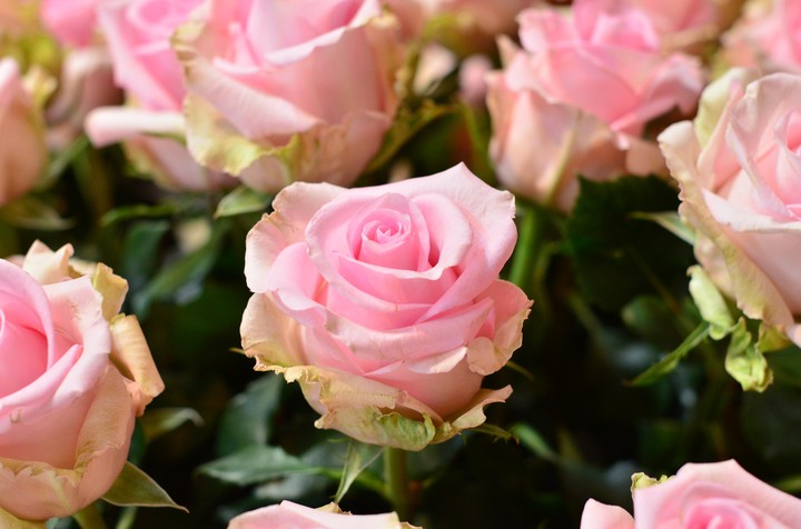 rosa
