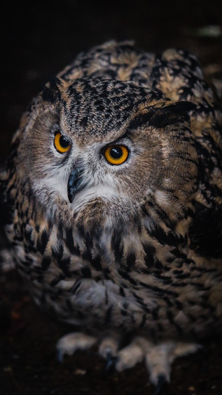 Owl