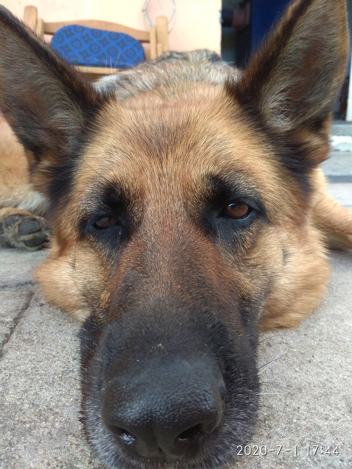 dog