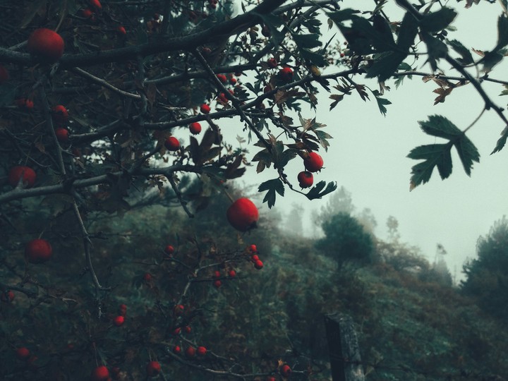 fog