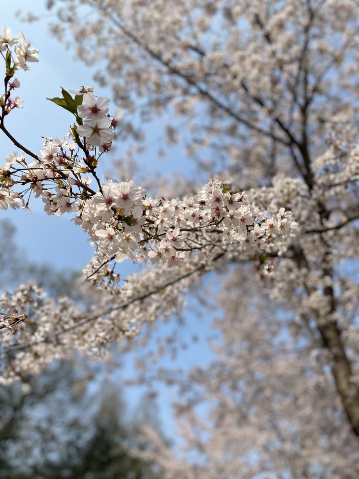 벚꽃