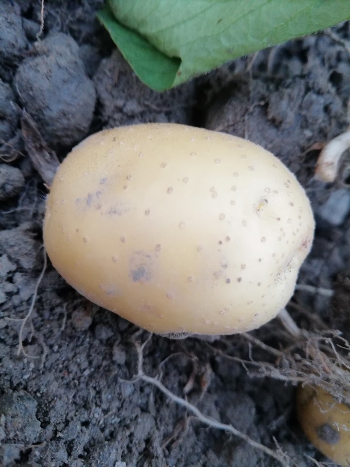 potato