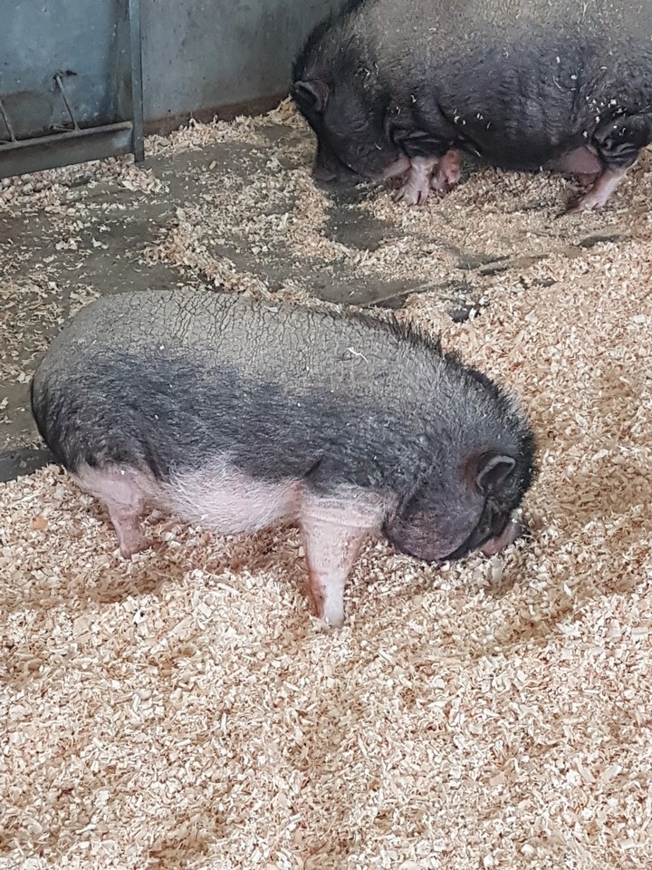 PIGS AT THE PETTING ZOO