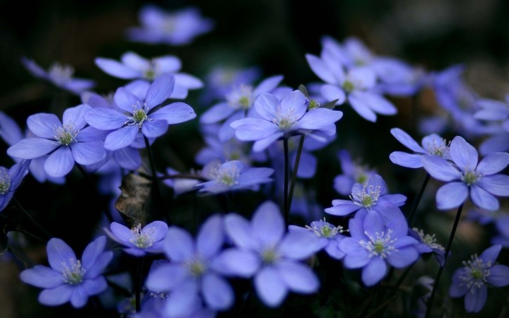 Purple flower