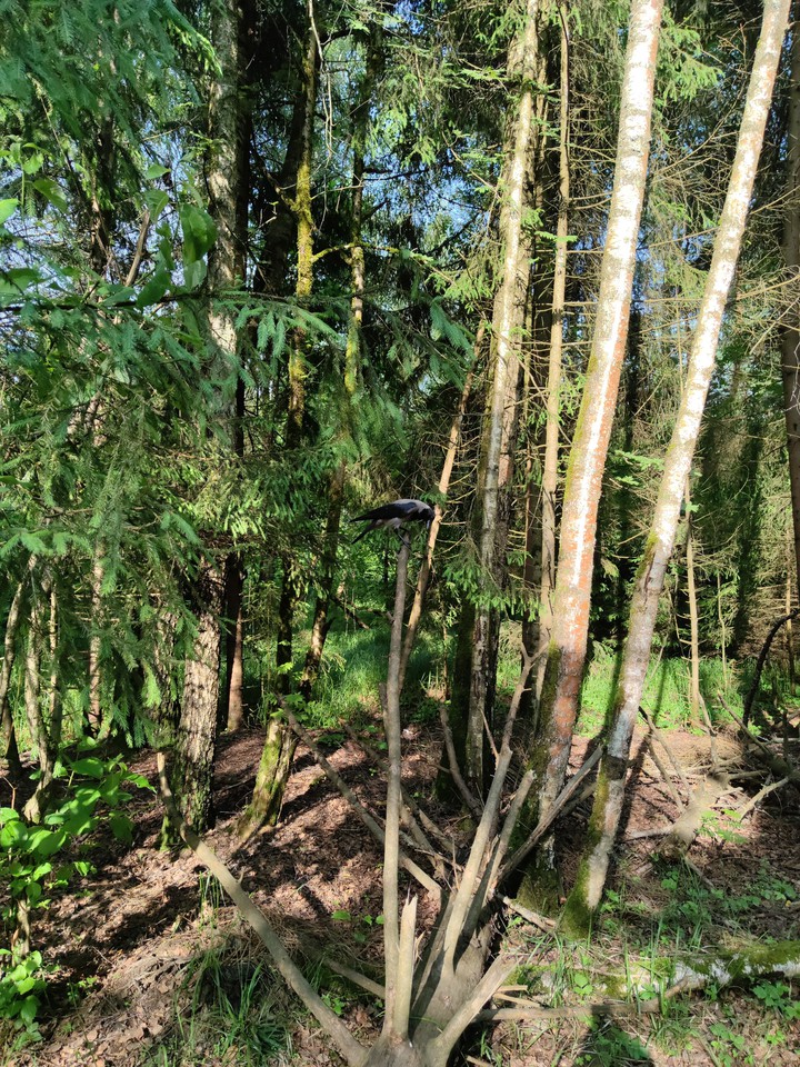 crow in Losiniy Ostrov