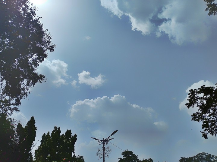 tree sky