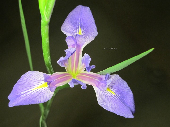 iris   鳶尾花 ～