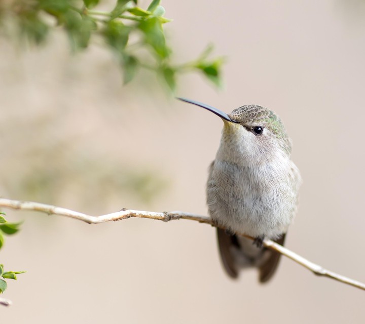 bird