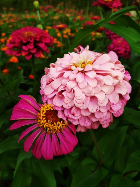 zinnia