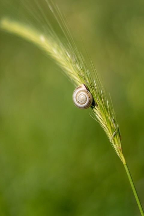 happy snail