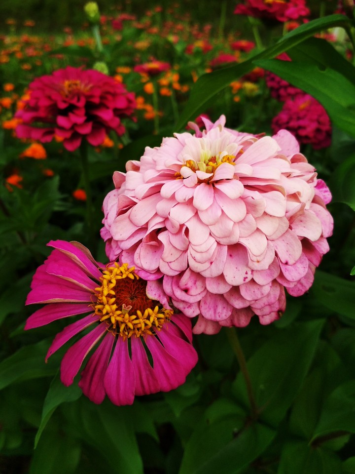 zinnia