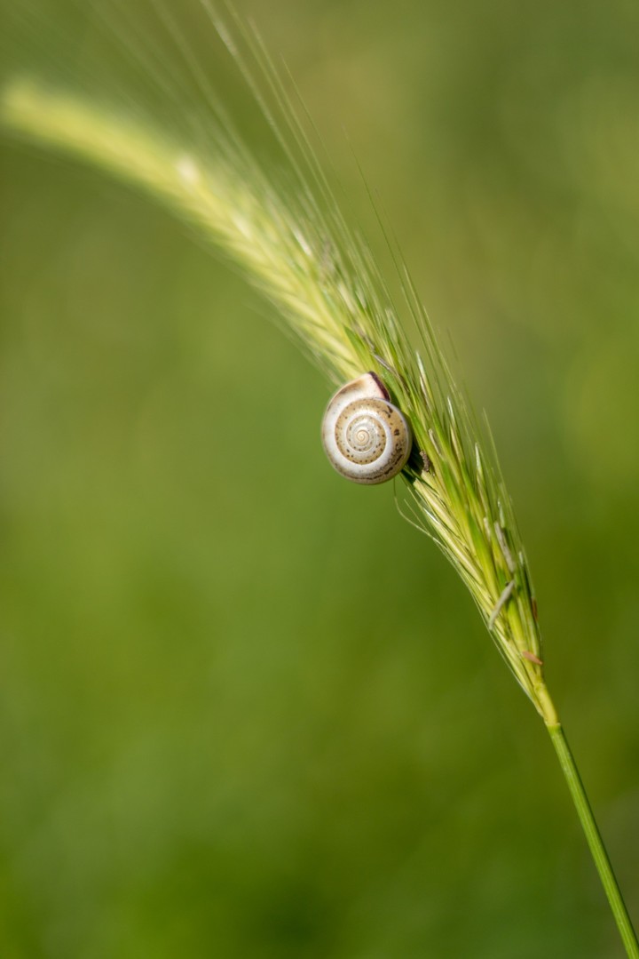 happy snail