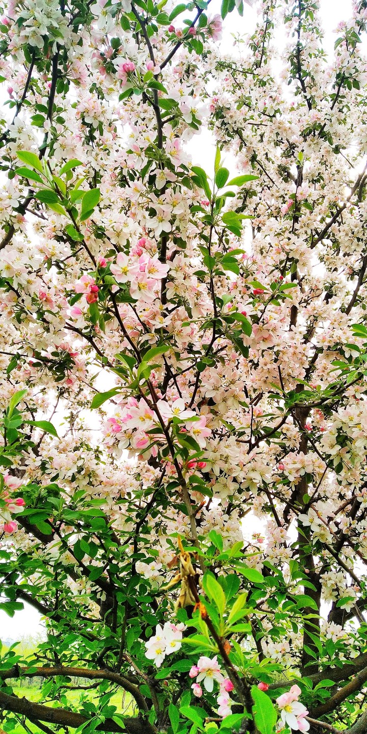 Apple flowers