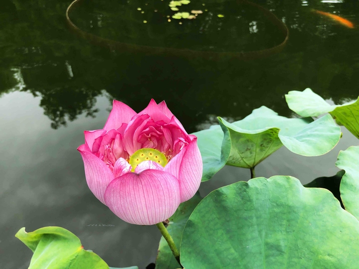 《荷花》lotus