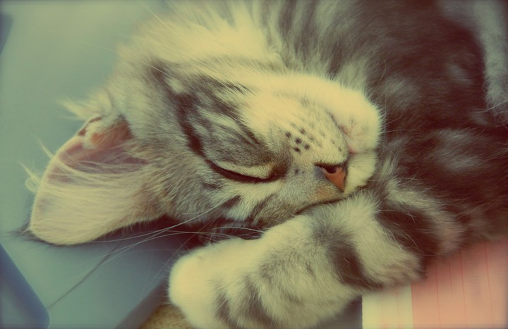 Kitten