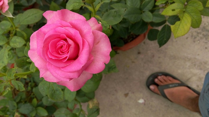 rose