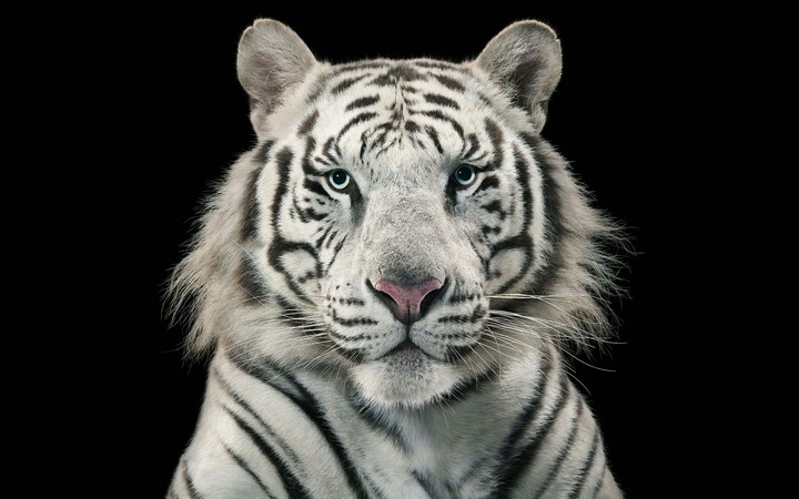 White Tiger