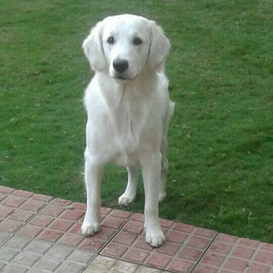 white dog