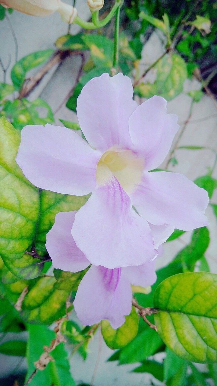 beautiful