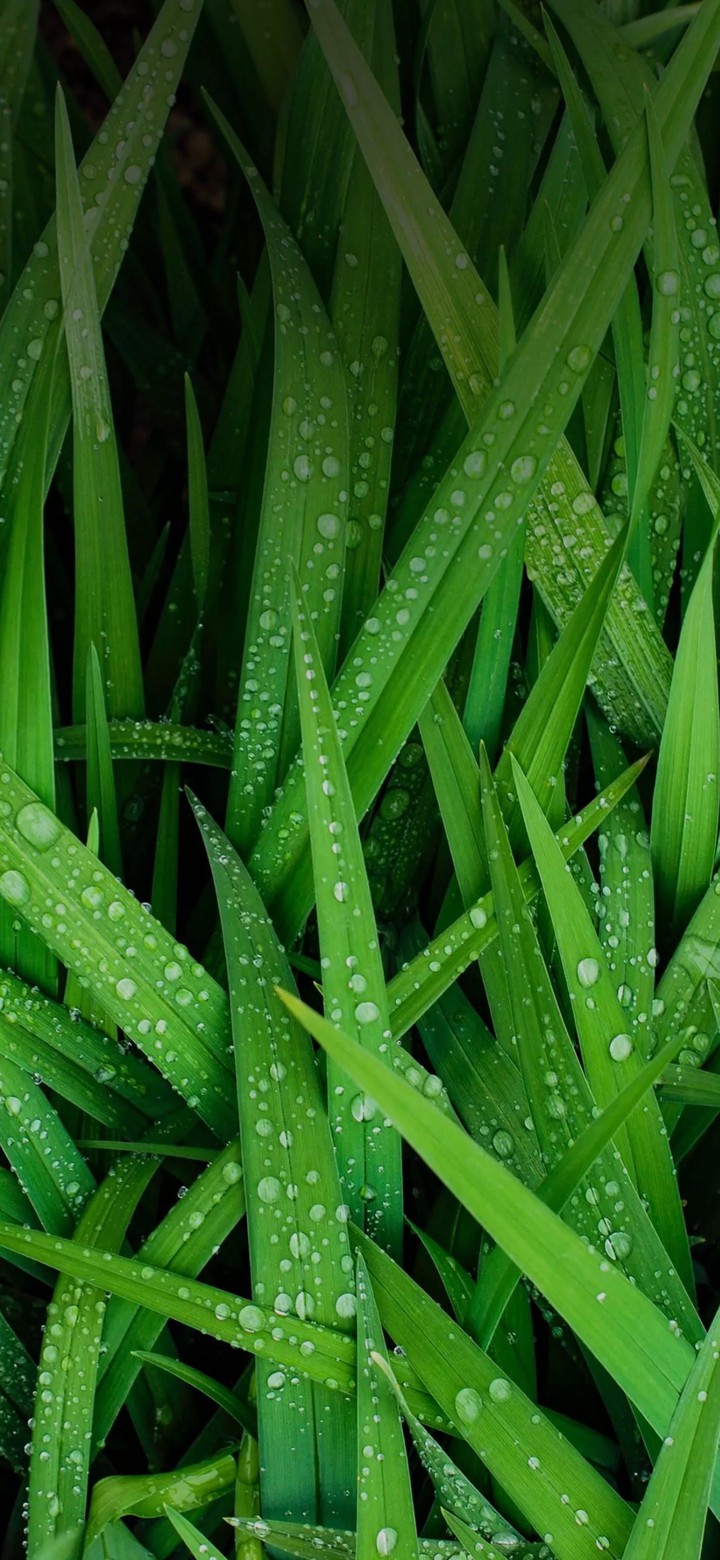 wet green grass from my garden