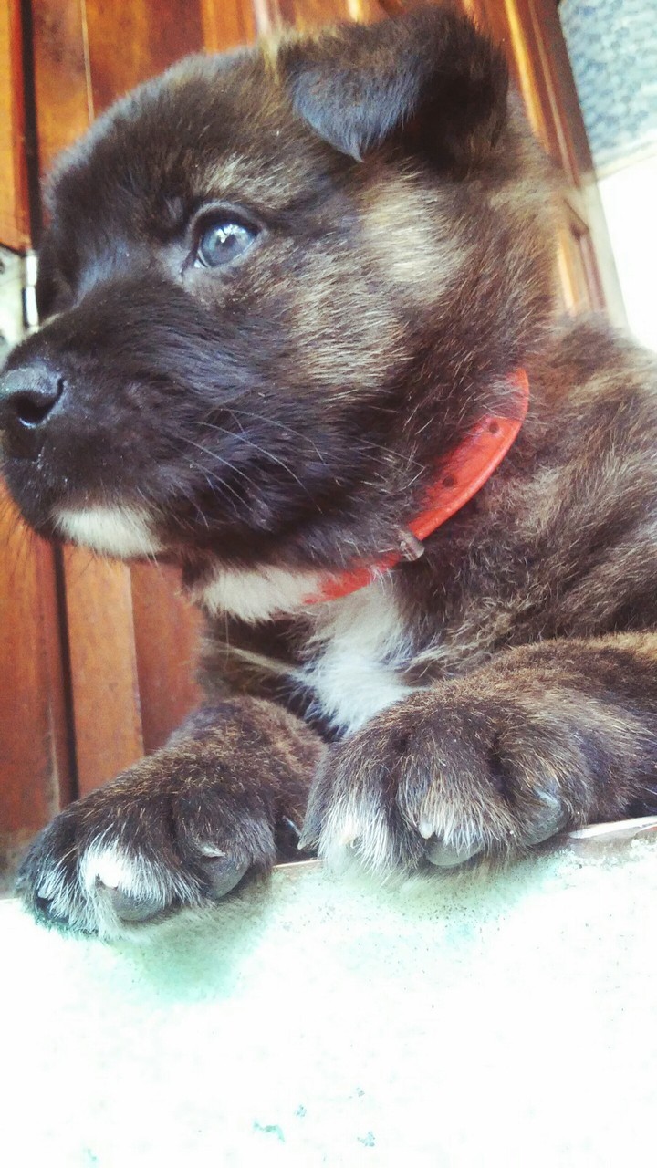 Dog