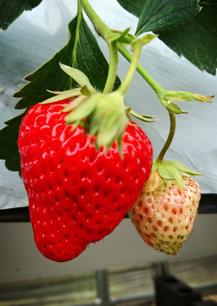 苺(strawberry)