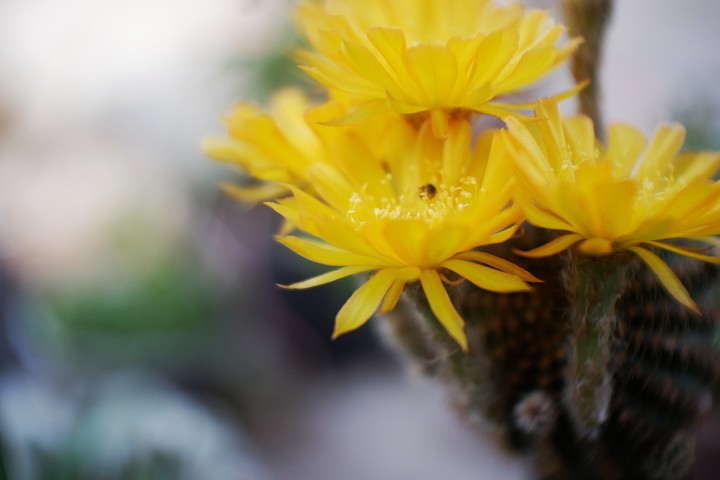 #cactus #garden #lobivia #pink #แคคตัส #กระบองเพชร#รีบูเทีย