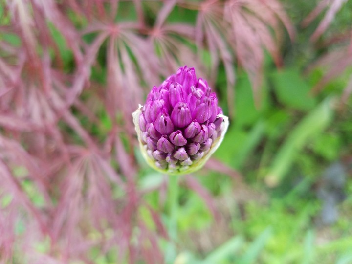Purple bud