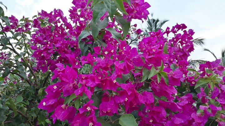 flower