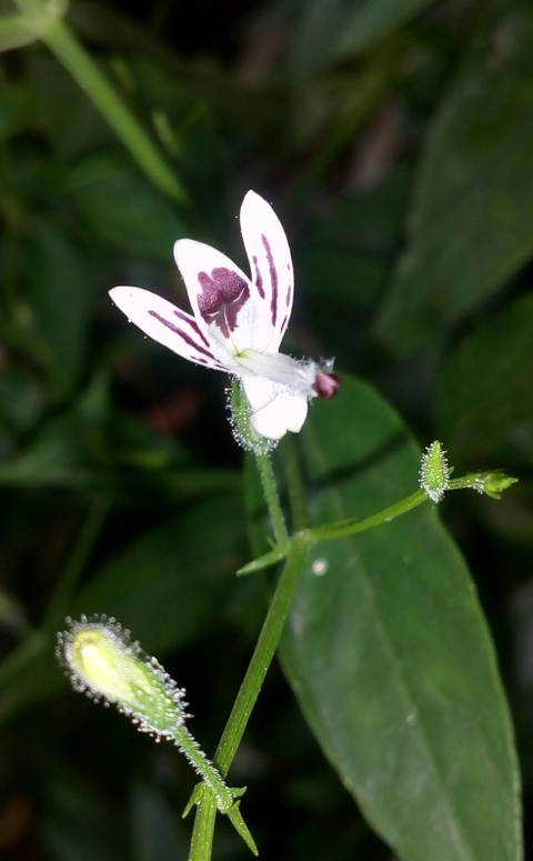 Three petals flower
