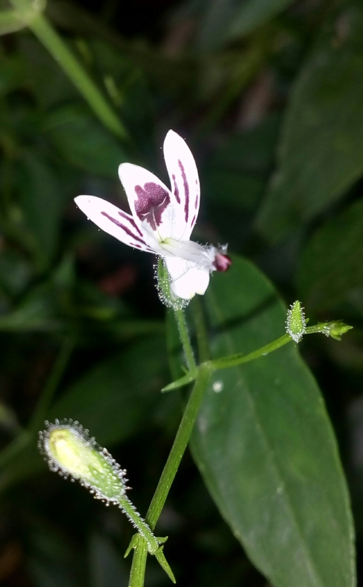 Three petals flower