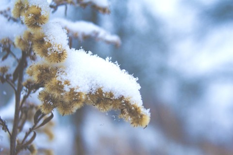 snow