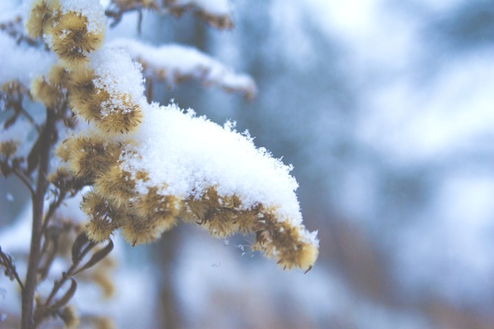 snow