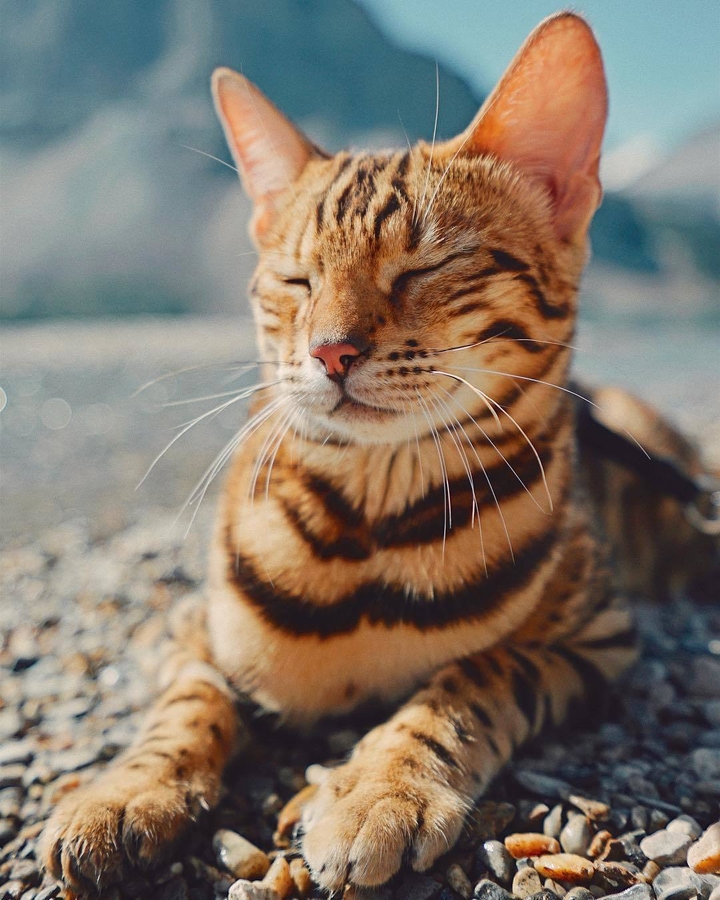 cat