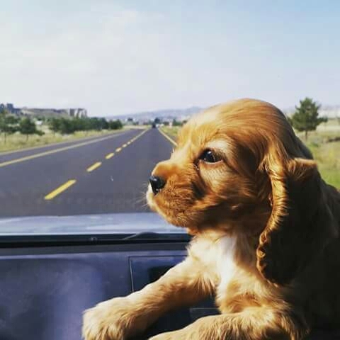 puppy