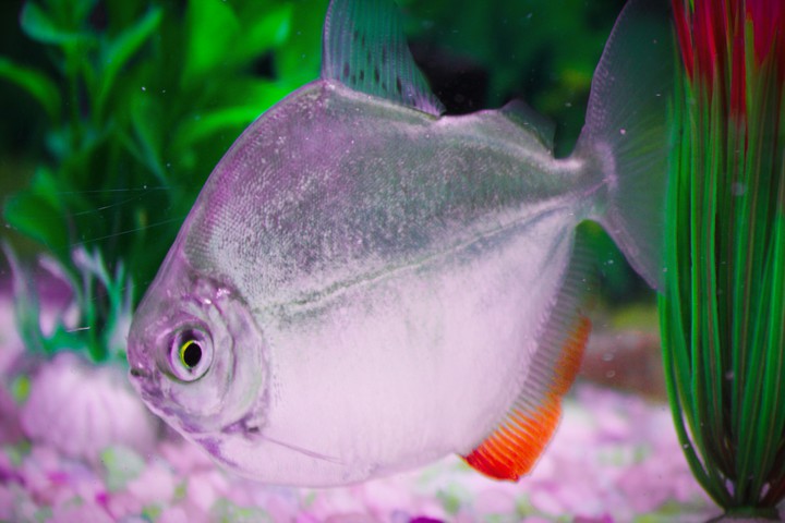 dollar fish