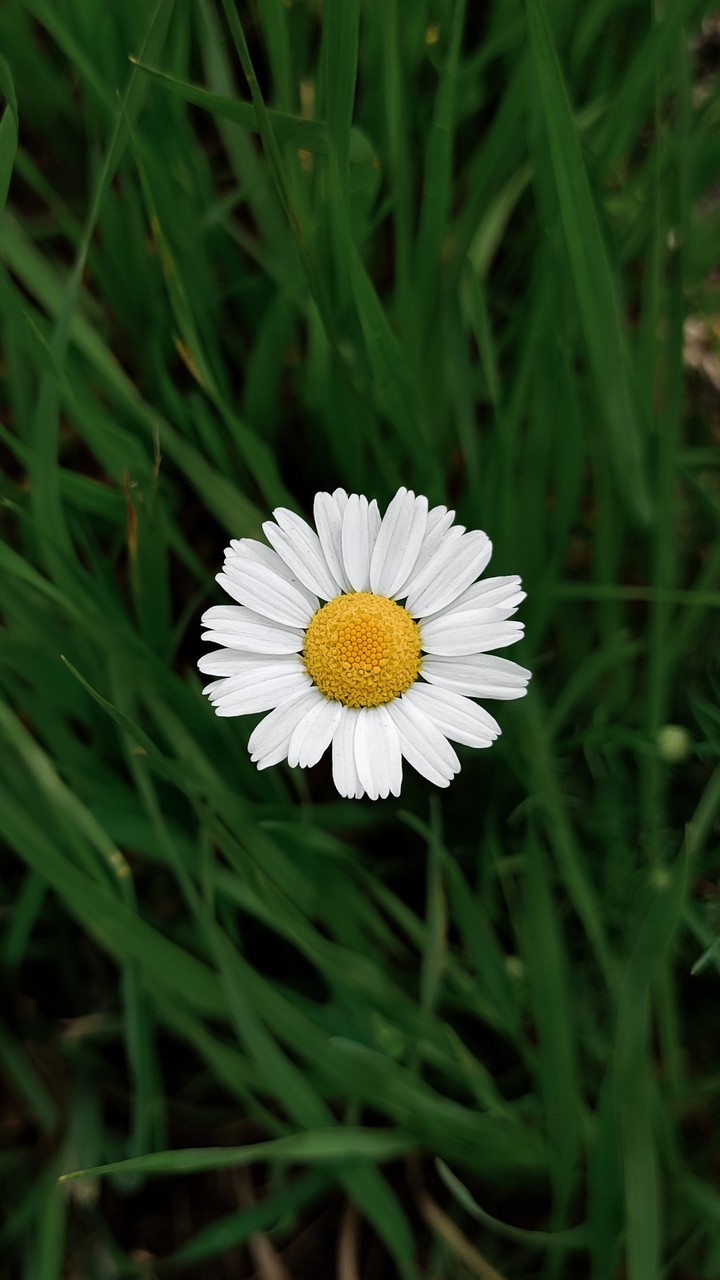 lonely flower
