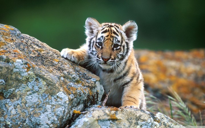 cute Little Tiger