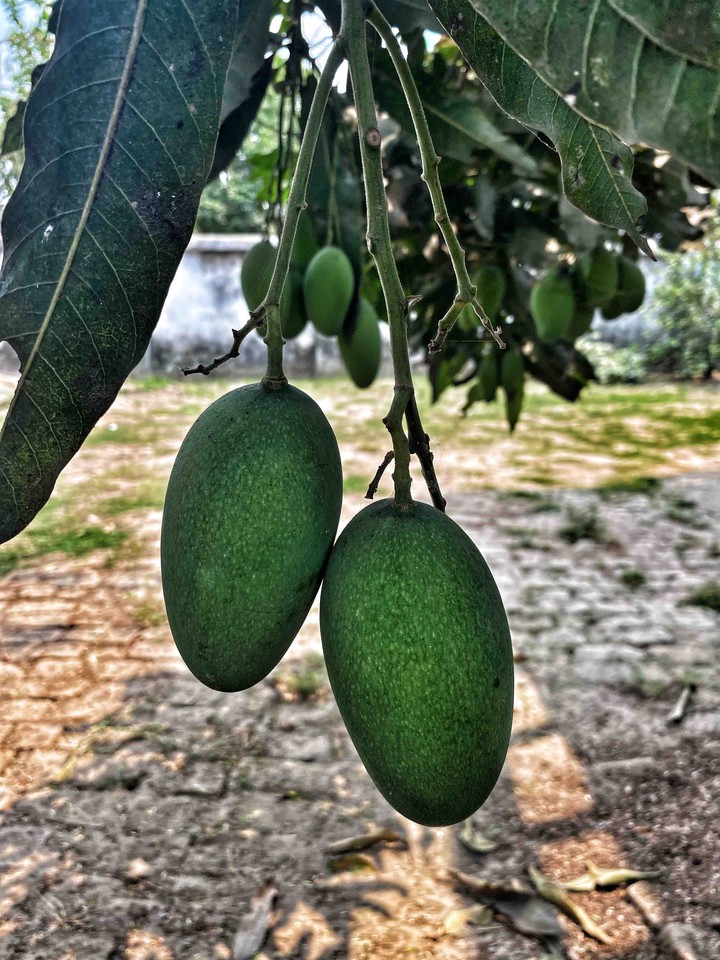 mangoes