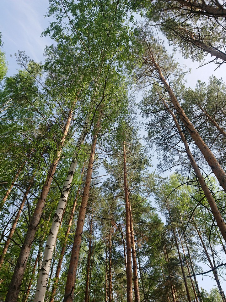forest