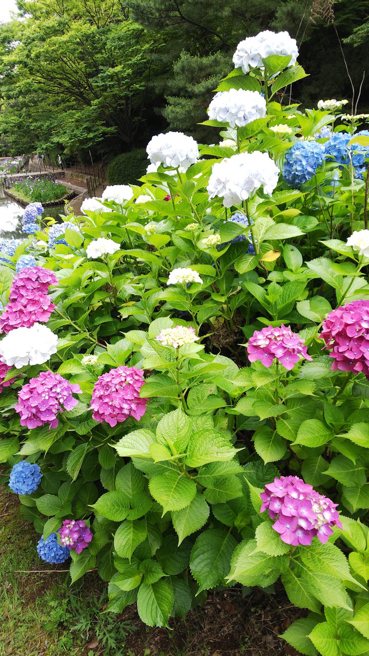 紫陽花