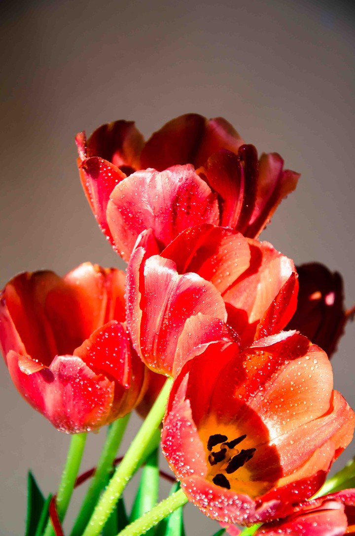 tulips