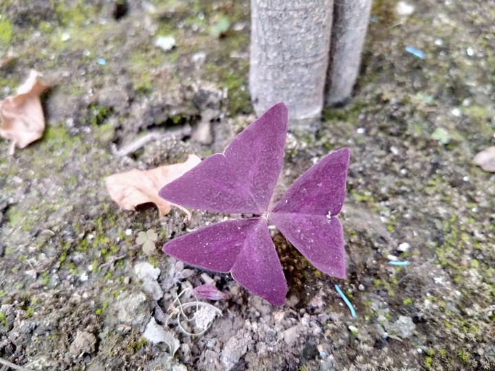 Purple Flower