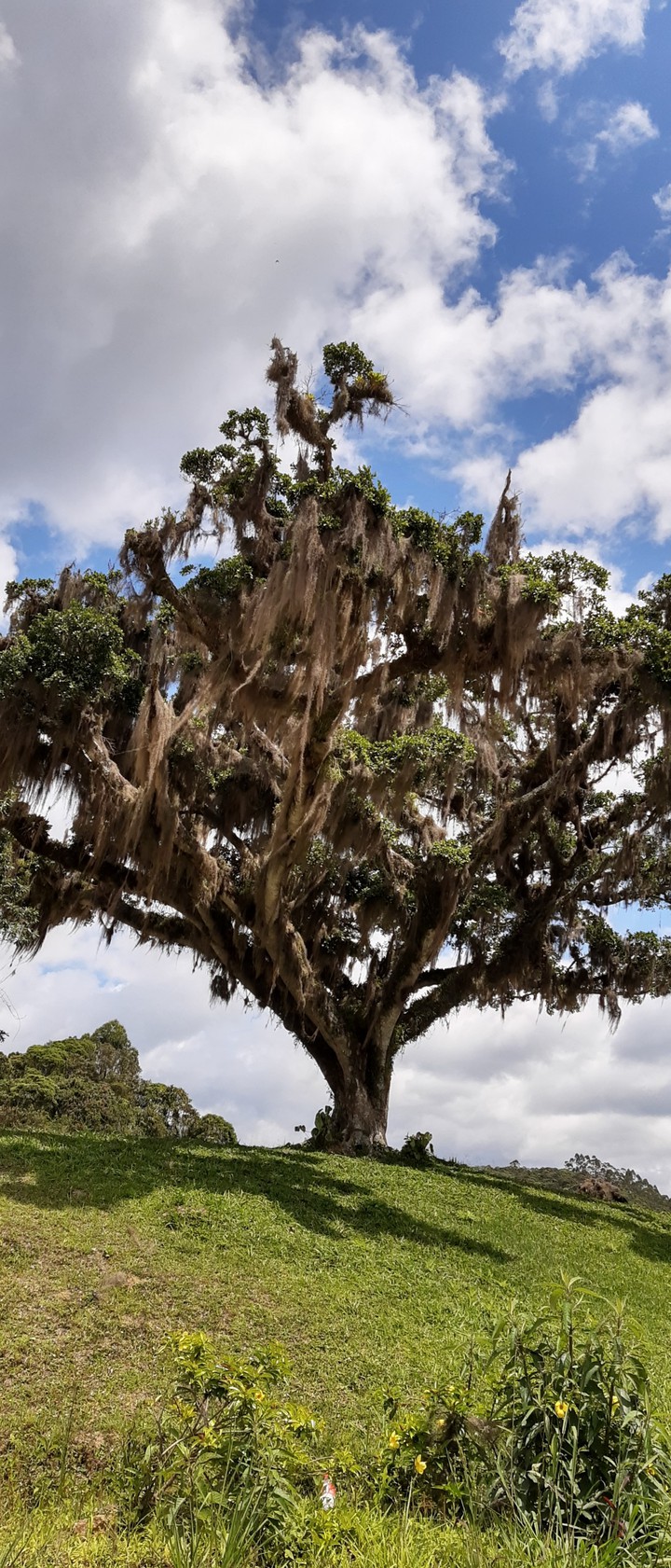 Old tree