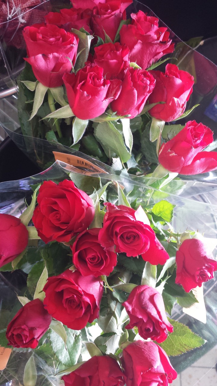 rosse
