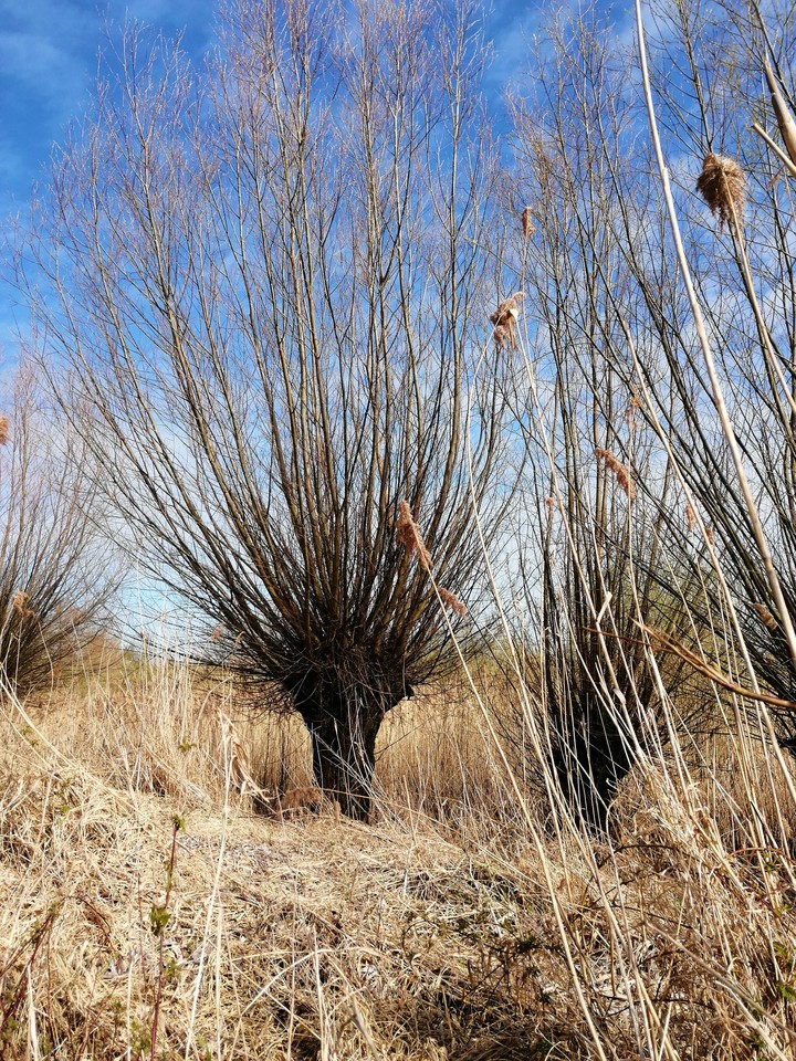 Pollard Willow